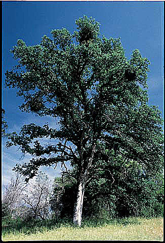 Anderson Marsh State Historic Park Trails: Blue Oak