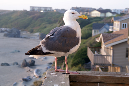 Seagull at Sunset Motel above the Bandon beach.