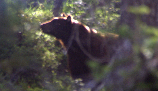 Black bear in the Seven Lakes Basin.