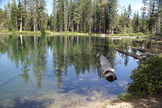 Logs in the water near the south shore of Upper Seven Lake.